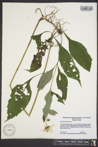 Helianthus decapetalus image