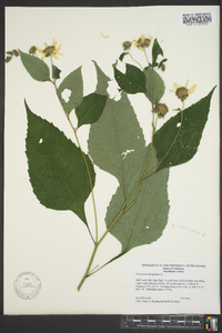 Helianthus decapetalus image