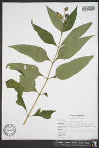 Helianthus decapetalus image