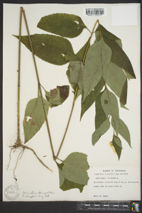 Helianthus decapetalus image