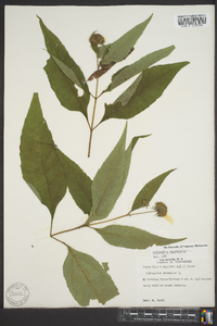 Helianthus decapetalus image