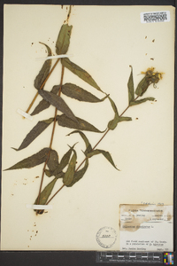 Helianthus divaricatus image