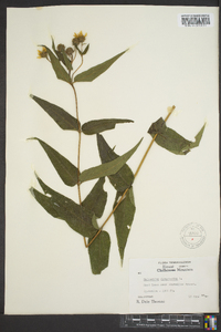 Helianthus divaricatus image