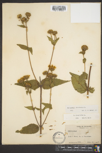 Helianthus divaricatus image