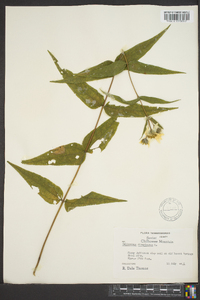 Helianthus divaricatus image