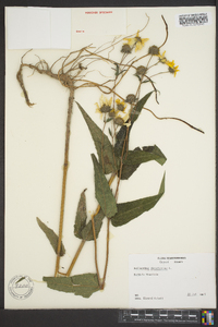 Helianthus divaricatus image