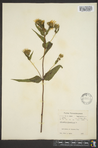 Helianthus divaricatus image