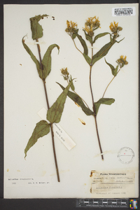 Helianthus divaricatus image