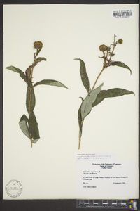 Helianthus eggertii image