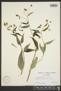 Helianthus glaucophyllus image