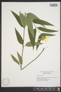 Helianthus hirsutus image