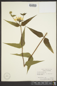 Helianthus hirsutus image