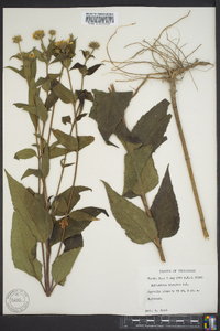 Helianthus hirsutus image