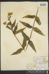 Helianthus hirsutus image