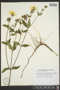 Helianthus hirsutus image