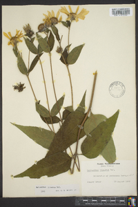 Helianthus hirsutus image