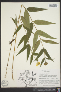 Helianthus hirsutus image