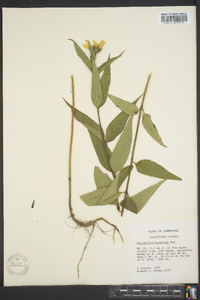 Helianthus hirsutus image