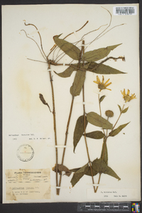 Helianthus hirsutus image