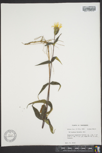 Helianthus hirsutus image