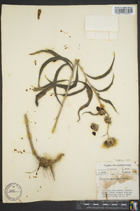 Helianthus maximiliani image