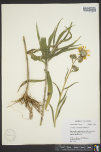 Helianthus maximiliani image