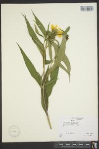 Helianthus maximiliani image