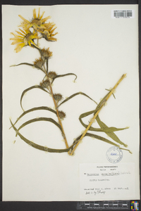 Helianthus maximiliani image