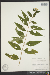Helianthus microcephalus image