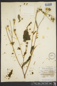Helianthus microcephalus image