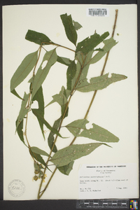 Helianthus microcephalus image