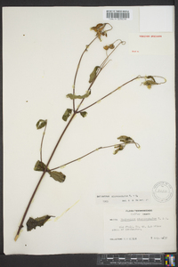 Helianthus microcephalus image