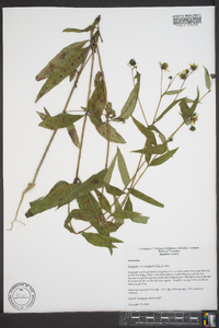 Helianthus microcephalus image