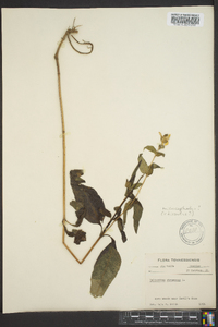Helianthus microcephalus image