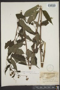 Helianthus microcephalus image