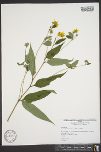 Helianthus microcephalus image