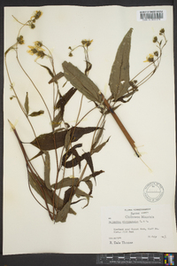 Helianthus microcephalus image