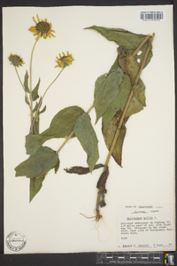 Helianthus mollis image