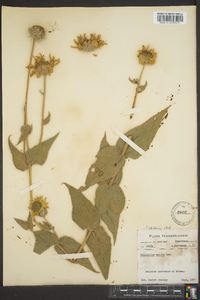 Helianthus mollis image