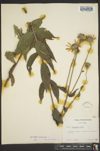 Helianthus mollis image