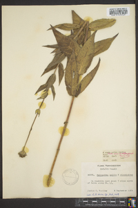 Helianthus mollis image