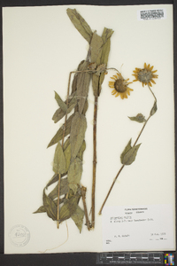 Helianthus mollis image