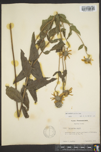 Helianthus mollis image