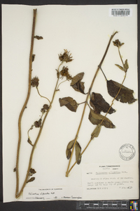 Helianthus silphioides image