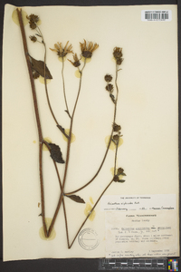 Helianthus silphioides image