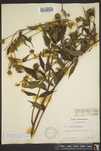 Helianthus strumosus image