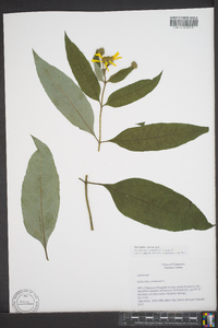 Helianthus strumosus image