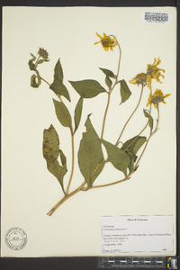 Helianthus tuberosus image