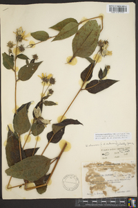 Helianthus tuberosus image