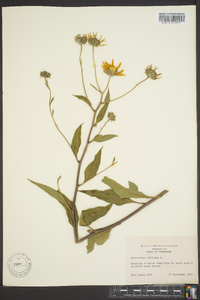 Helianthus tuberosus image